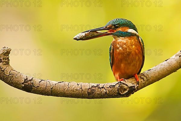 Common Kingfisher