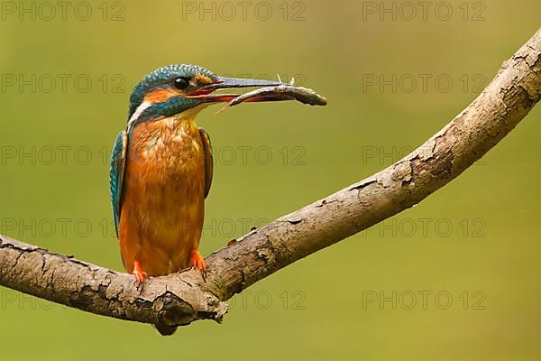 Common Kingfisher