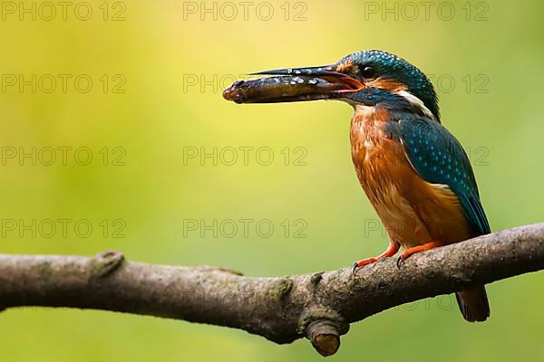 Common Kingfisher