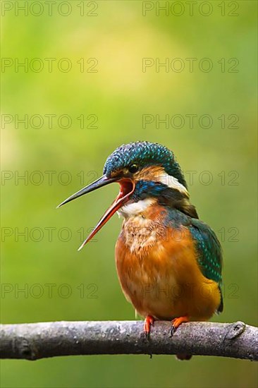 Common Kingfisher