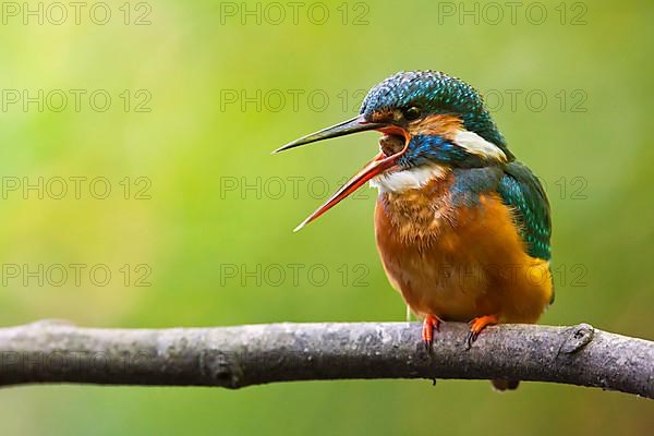 Common Kingfisher