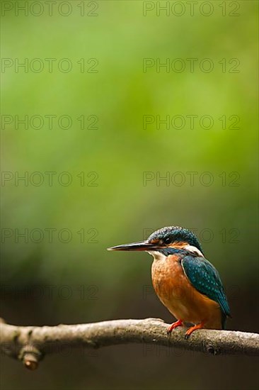 Common Kingfisher