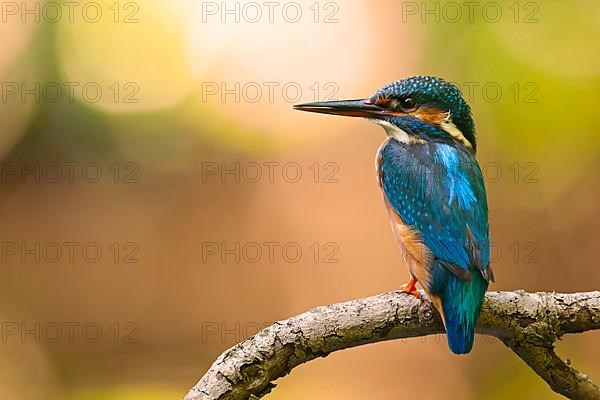 Common Kingfisher