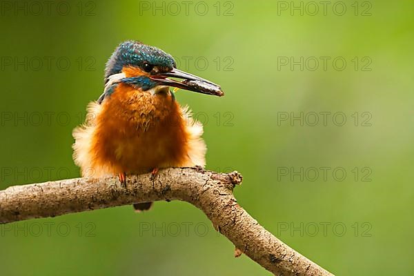 Common Kingfisher