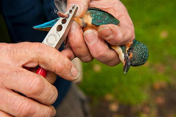 Common kingfisher