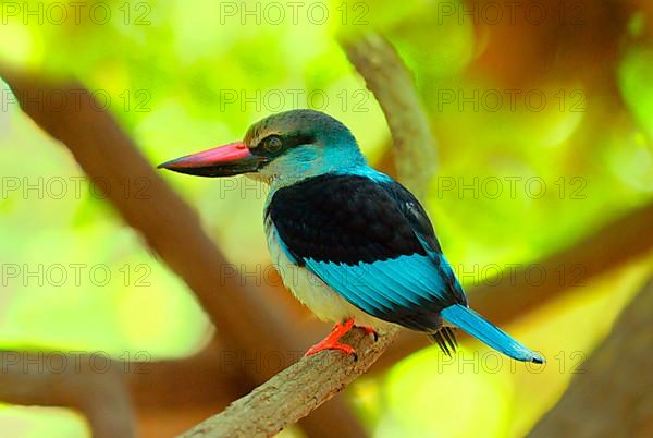 Blue-breasted kingfisher