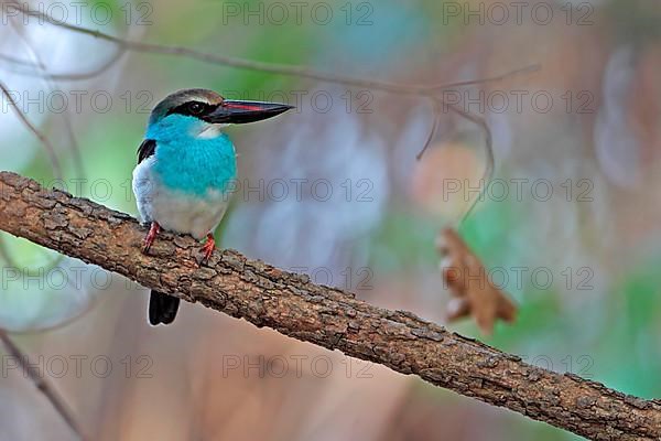 Blue-breasted kingfisher