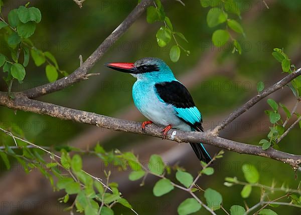 Blue-breasted Kingfisher