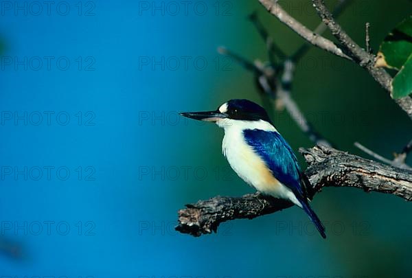 Wood Kingfisher