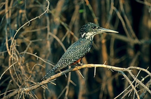 Giant kingfisher