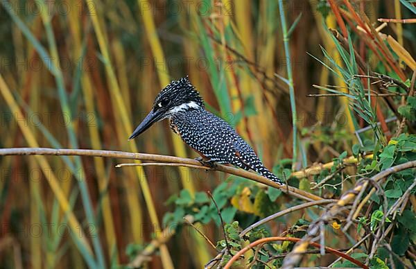 Giant kingfisher