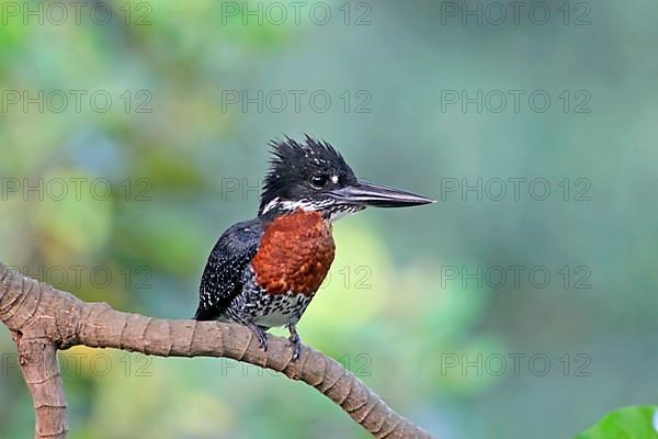 Giant kingfisher