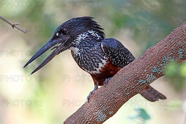 Giant kingfisher