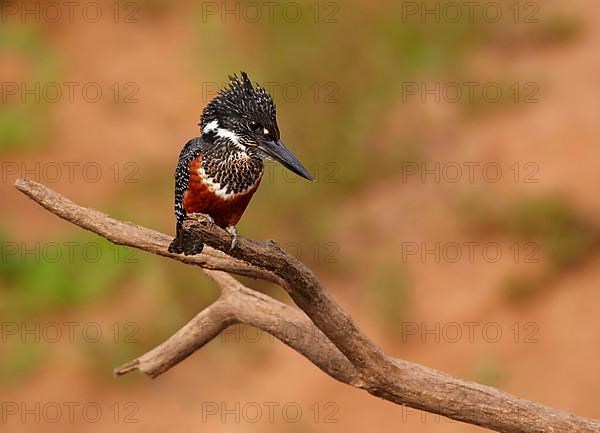 Giant Kingfisher