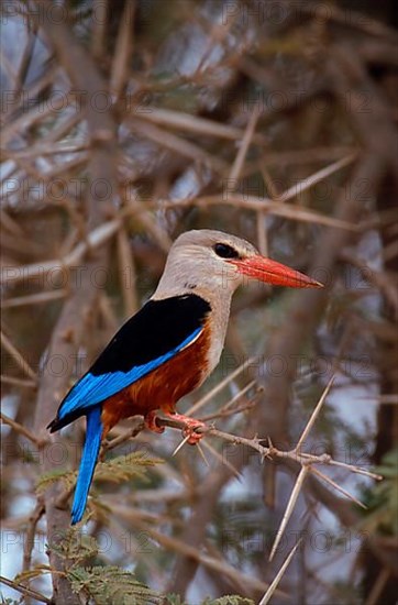 Grey-headed kingfishers