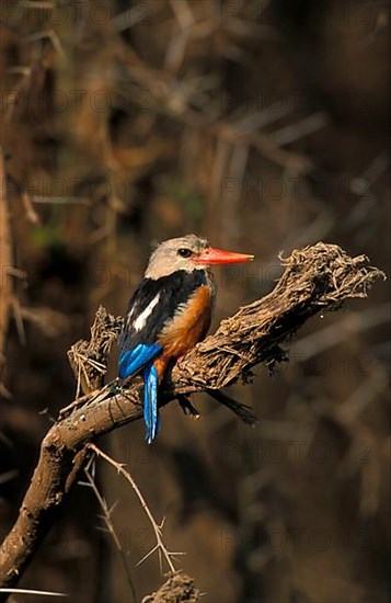 Grey-headed kingfishers