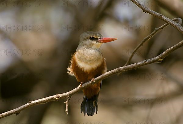 Grey-headed kingfishers