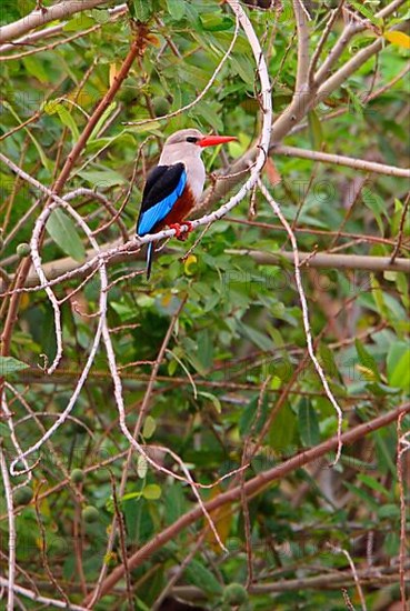 Grey-headed kingfishers