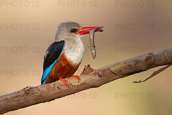 Grey-headed kingfisher