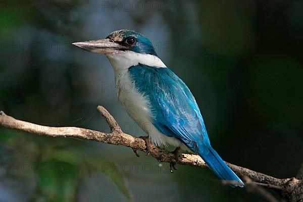 Collared Kingfisher