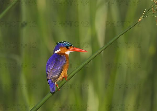 Malachite malachite kingfisher