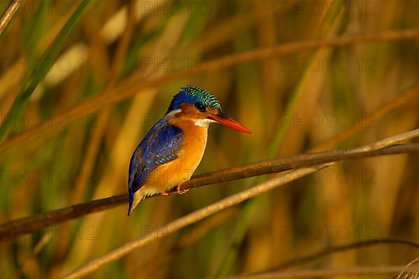 Malachite malachite kingfisher