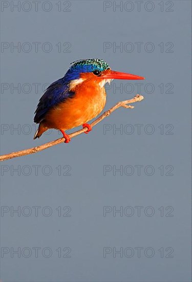 Malachite malachite kingfisher