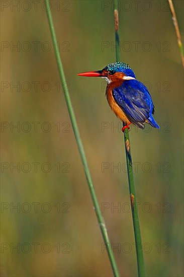 Malachite malachite kingfisher