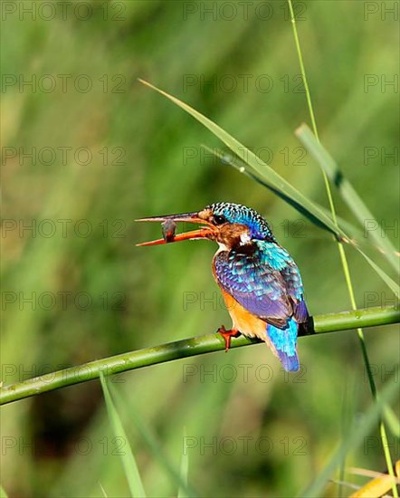 Malachite malachite kingfisher