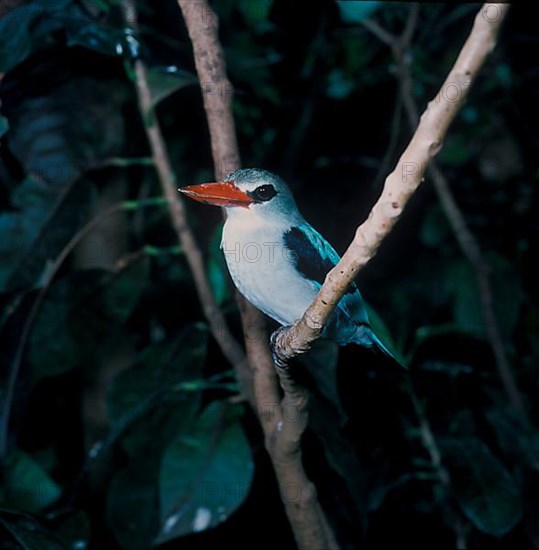 Mangrove Kingfisher