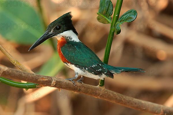 Amazon Kingfisher