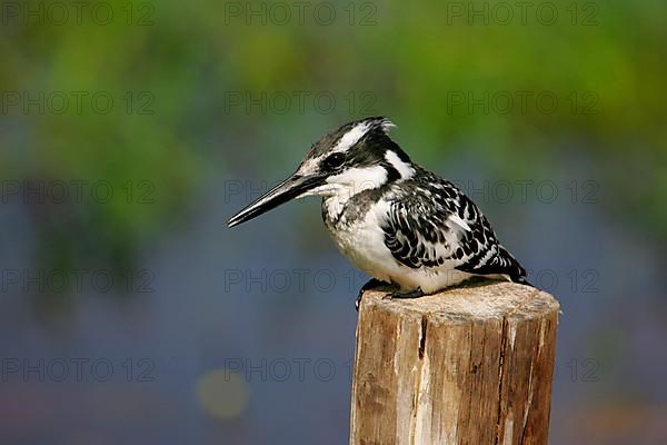 Alcedo rudis