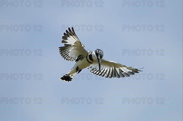 Alcedo rudis