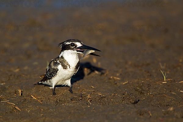 Alcedo rudis