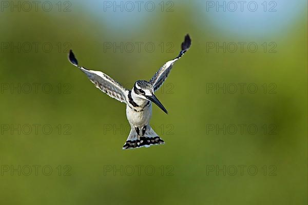 Alcedo rudis