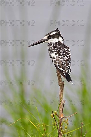 Alcedo rudis