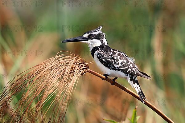 Alcedo rudis