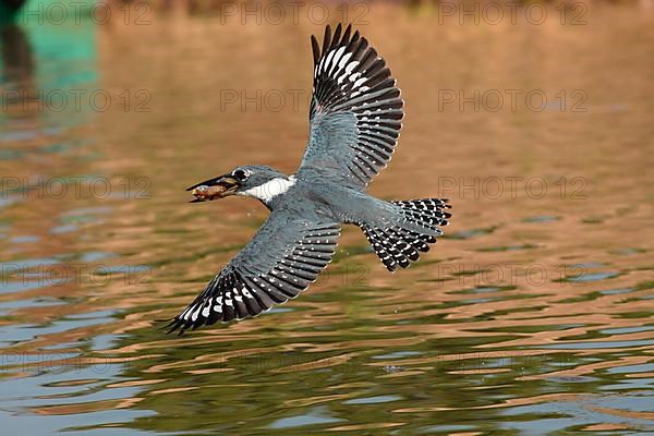 Ringed Kingfisher