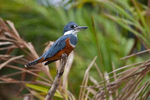 Ringed kingfisher