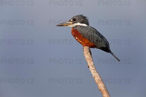 Ringed kingfisher