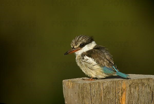 Striped kingfisher