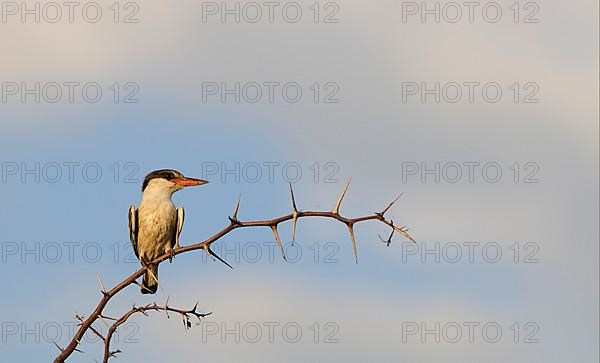 Striped kingfisher