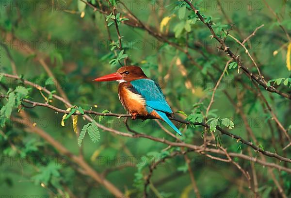 White-breasted Kingfisher