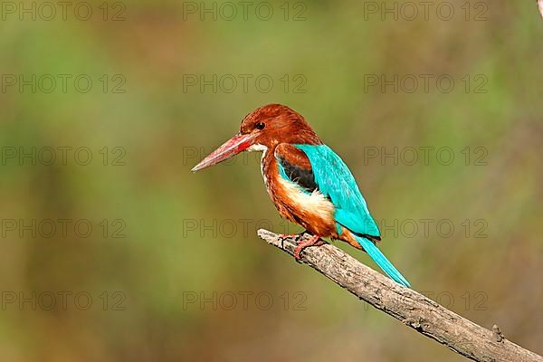 White-breasted Kingfisher Adult perched on India