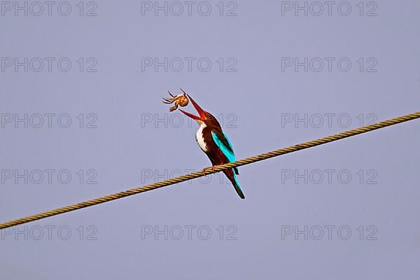 White-throated kingfisher