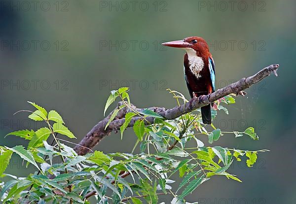 White-throated kingfishers