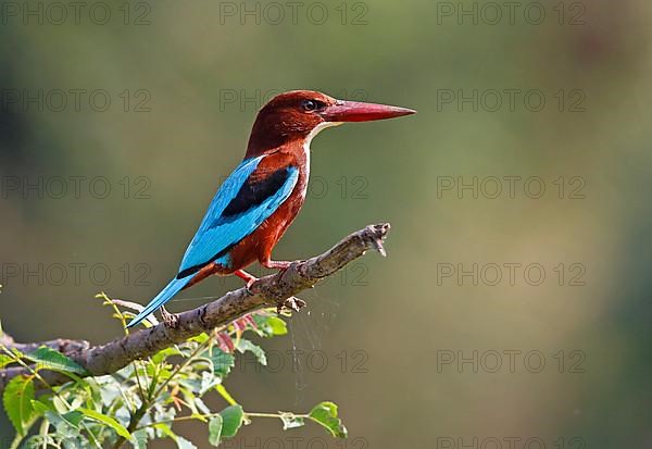 White-throated kingfishers