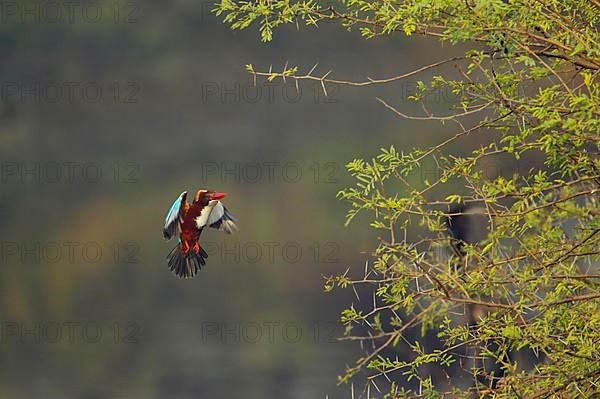 White-throated kingfisher