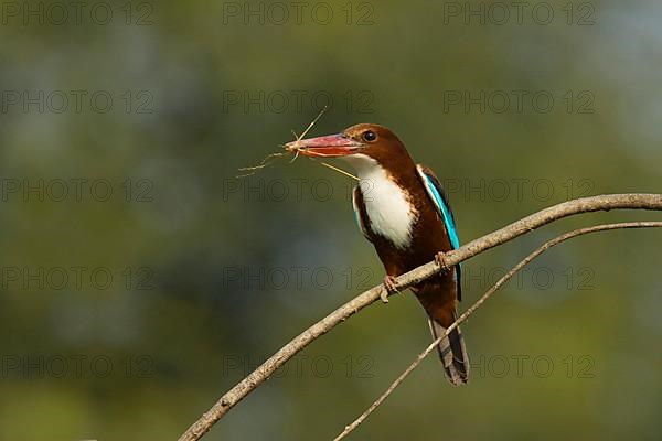 White-throated kingfisher