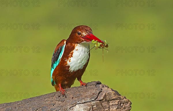 White-throated Kingfisher